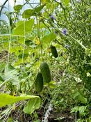 Discover the Cool Customer Organic Cucumber Seed