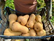 Early Butternut Squash Seeds for Organic Gardening