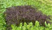Moutard Rouge Metis - Wolf Seeds image
