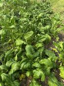Organic Butterfley Spinach Seeds for Gardeners image
