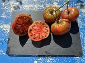 Black from Tula - Wolf Seeds