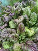 Japanese Giant Mustard - Wolf Seeds