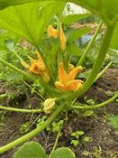 Lebanese White Bush Courgette - Wolf Seeds