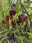 Bosque Blue - Wolf Seeds