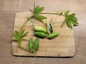 Lady's Slipper - Wolf Seeds