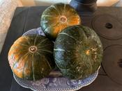 Green Hokkaido Squash - Wolf Seeds