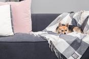 Personalised Throw by Foxford - Classic Check Throw IRISH LUXURY image