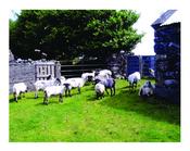 Sheep on a Farm