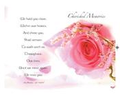 A Lovely Pink Rose