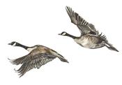 Two Wild Geese - Print image