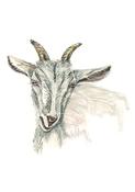Nuala  - Print image