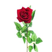 Velvet Rose  Med Red image
