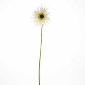 Gerbera Spider Cream 46cm image