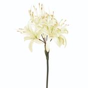 Nerine Cream 70cm image
