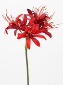 Nerine Red 70cm image