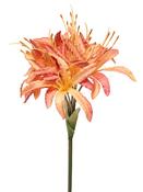Hazy Days Nerine Apricot 62cm image