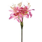 Hazy Days Nerine Pink 62cm image