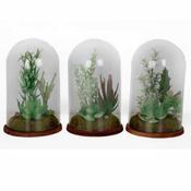 20x13cm Succulent in Glass Dome image