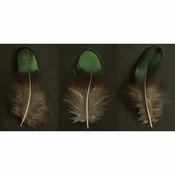 Alyson Fennell Feather Triptych Canvas 50x100cm image