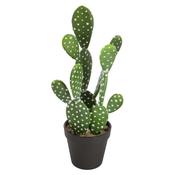 Nomad Cactus in Pot H42cm image