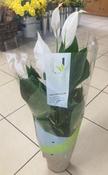 Peace Lily image