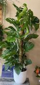 Monstera Deliciosa image