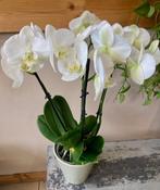 Orchid Plant in Ceramic Pot image