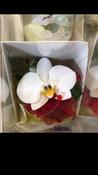 White Orchid Wrist Corsage
