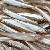 Rebel Pike Smelt Deadbait Bulk 500g &amp; 1kg Pack
