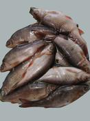 Rebel Pike Super Roach Deadbait image