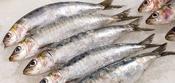 Rebel Pike Sardines Deadbait