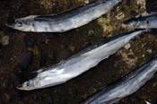 Rebel Pike Bluey Deadbait