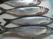 Rebel Pike Herring Deadbait
