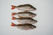 Rebel Pike Perch Deadbait
