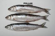 Rebel Pike Pollan Deadbait