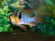Blue ram