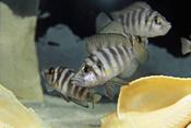 Compressiceps Sumbu