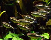 Black Neon Tetra large