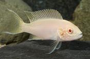 Brichardi Albino