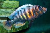 Haplochromis sp. Crimson Tide