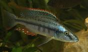 Haplochromis Compressiceps 3"