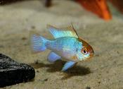 Electric blue Ram
