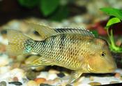 Geophagus Steindachneri (honda)