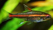 Glowlight Tetra