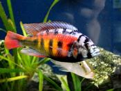 Haplochromis sp. CH 44