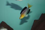 Leptosoma Gold Head