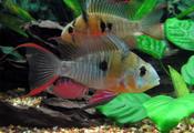 Bolivian Ram