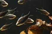 Black Emperor Tetra