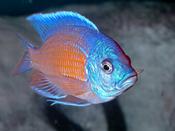 Haplochromis Borleyi Redfin