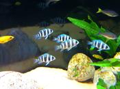 Frontosa Burundi small